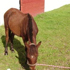 Anden særlig race Majsens Ozzy Osborne.