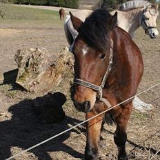 Anden særlig race Majsens Ozzy Osborne.