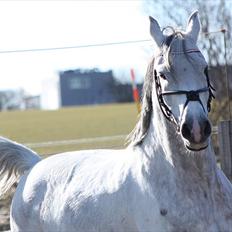 Anden særlig race | <3 Golden <3 