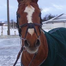 Anden særlig race | Smarties<3