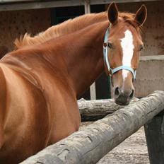Dansk Varmblod Natjana