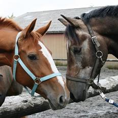 Dansk Varmblod Natjana