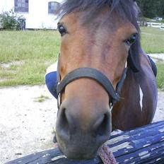 Anden særlig race pippi