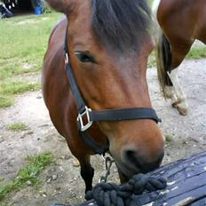Anden særlig race pippi