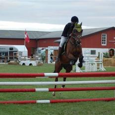 Hollandsk Varmblod Valentino [SOLGT]