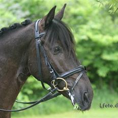 Anden særlig race Mickey - PENSIONERET