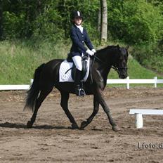 Anden særlig race Mickey - PENSIONERET