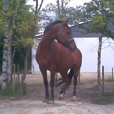 Anden særlig race Nannok