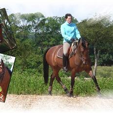 Dansk Varmblod Cicett