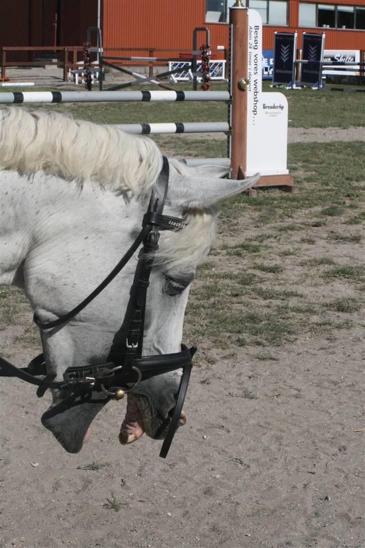 Arabisk fuldblod (OX) Bonni  - 11# Solrød hestival. Foto: CBI-Foto.dk billede 11