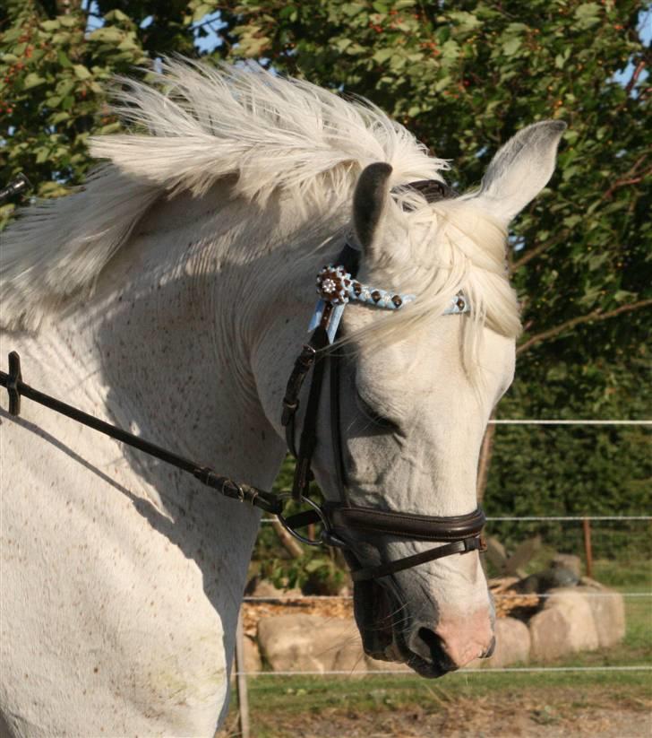 Arabisk fuldblod (OX) Bonni  - 12# Bonni<3 Træning d. 30/6.. Foto: CBI-Foto.dk billede 12