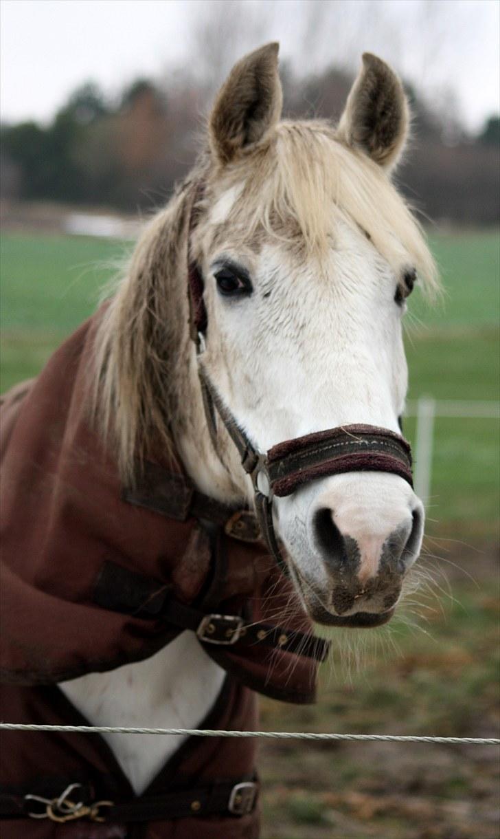 Arabisk fuldblod (OX) Bonni  - 13# beskidte pony (: billede 13