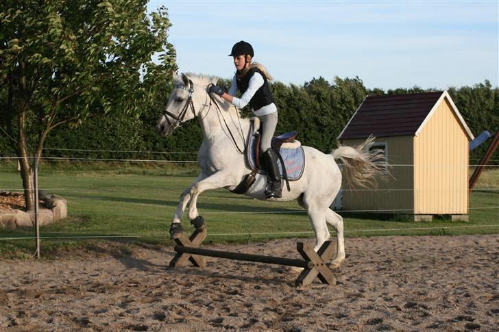 Arabisk fuldblod (OX) Bonni  - 14# Bonni <3 Træning d. 30/6.. Foto: CBI-Foto.dk billede 14