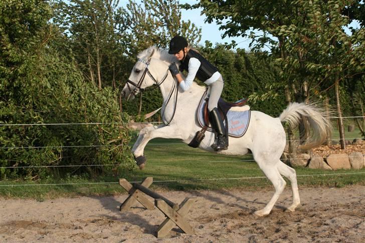 Arabisk fuldblod (OX) Bonni  - 15# Bonni <3 Træning d 30/6. Foto: CBI-Foto.dk billede 15