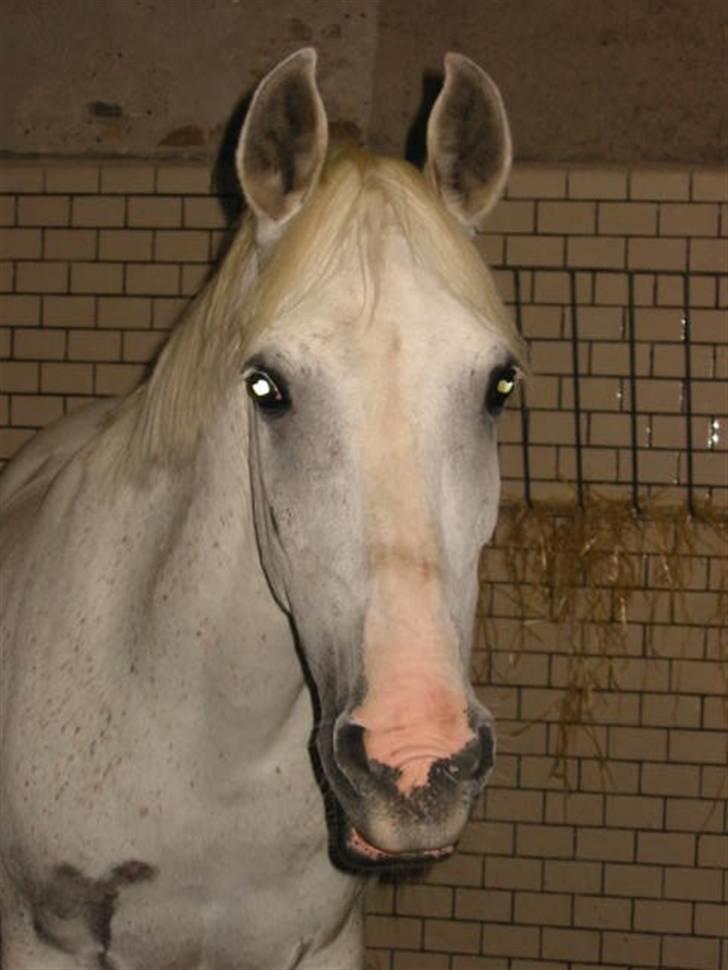 Arabisk fuldblod (OX) Bonni  - 16# Smukke Bonni<33 ELSKER DIG BARE OVER MEGET billede 16