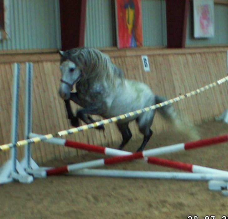 Pura Raza Española EBANO AG                  billede 14
