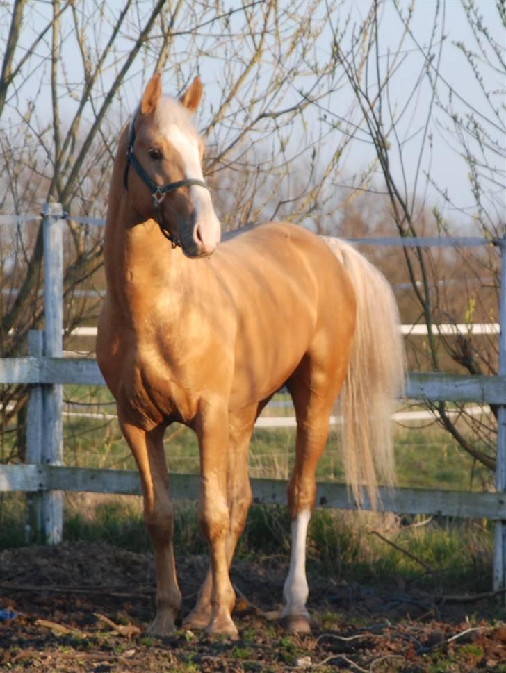 Palomino Lysgaards Cosmo  solgt billede 17