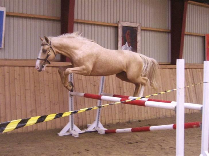 Palomino Lysgaards Cosmo  solgt - Hingste forbesigtigelse 2007 billede 18