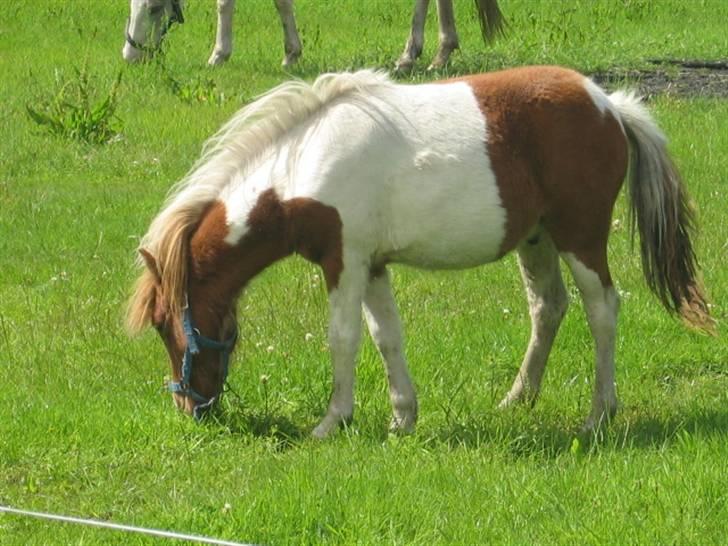 Anden særlig race Ibrahem - Velkommen til Ibrahems profil, håber i vil kigge billederne igennem og give en karakter og en kommentar :) billede 1