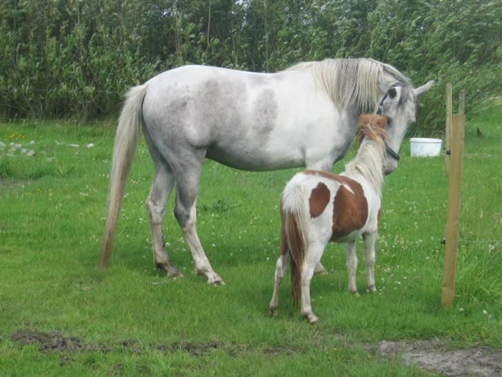 Anden særlig race Ibrahem - Min nye ven er godt nok stor.. billede 2