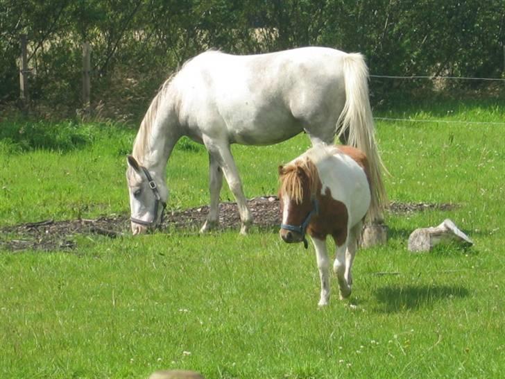 Anden særlig race Ibrahem billede 3