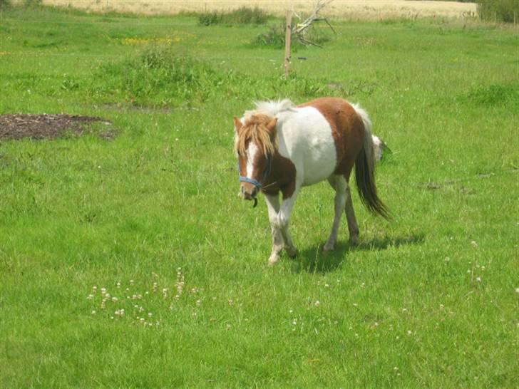 Anden særlig race Ibrahem - Ibrahem efter at have pølet lidt med Bacil.. billede 6