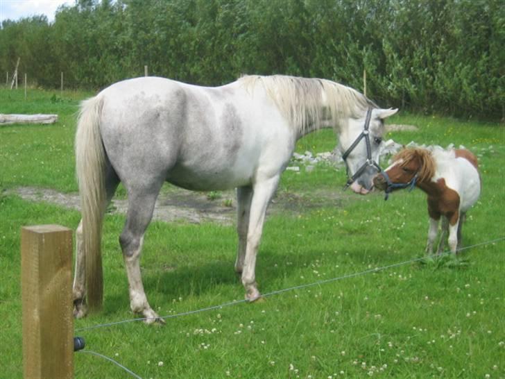 Anden særlig race Ibrahem - Måske kan vi godt blive venner.. billede 7