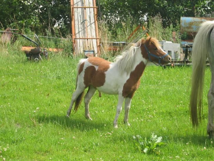 Anden særlig race Ibrahem - Er du måske en hoppe? billede 8