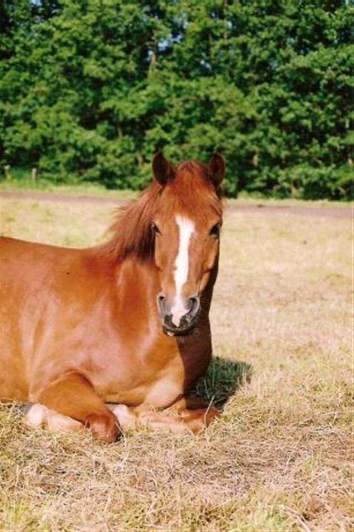 Anden særlig race Sukema - Solgt - Sukema ligger på folden. billede 9