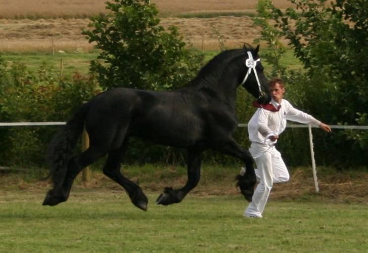 Frieser Meine vb Ster - Frieser kåring 14/7-07 (se lige hvor han kunne svæve) billede 16