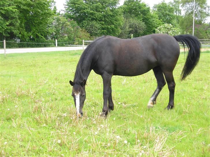 Anden særlig race Samba - mmmm. hun er lige ude på det friske græs.. billede 7
