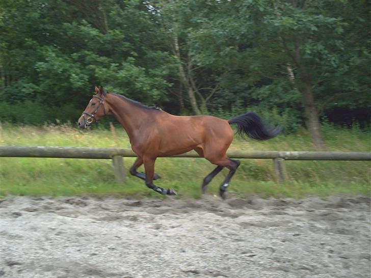 Dansk Varmblod Lucky N  billede 7