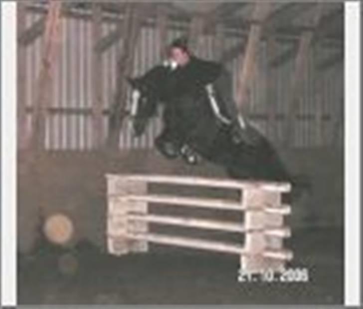 Anden særlig race Samba - det var billedet på salgsannoncen.. billede 9