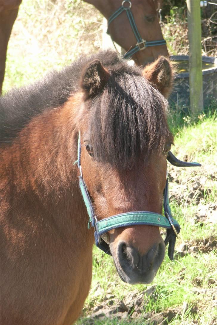 Shetlænder Mugge billede 5