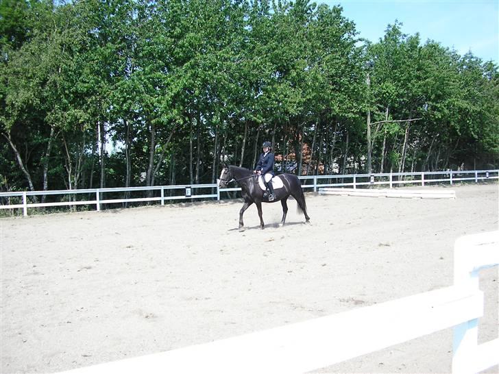 Anden særlig race Samba - er det nu.? ska jeg være flot nu.? billede 12