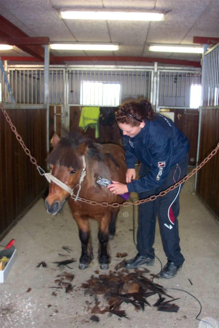 Shetlænder Mugge billede 6