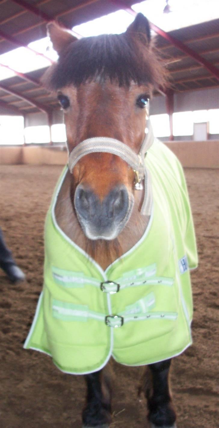 Shetlænder Mugge billede 7