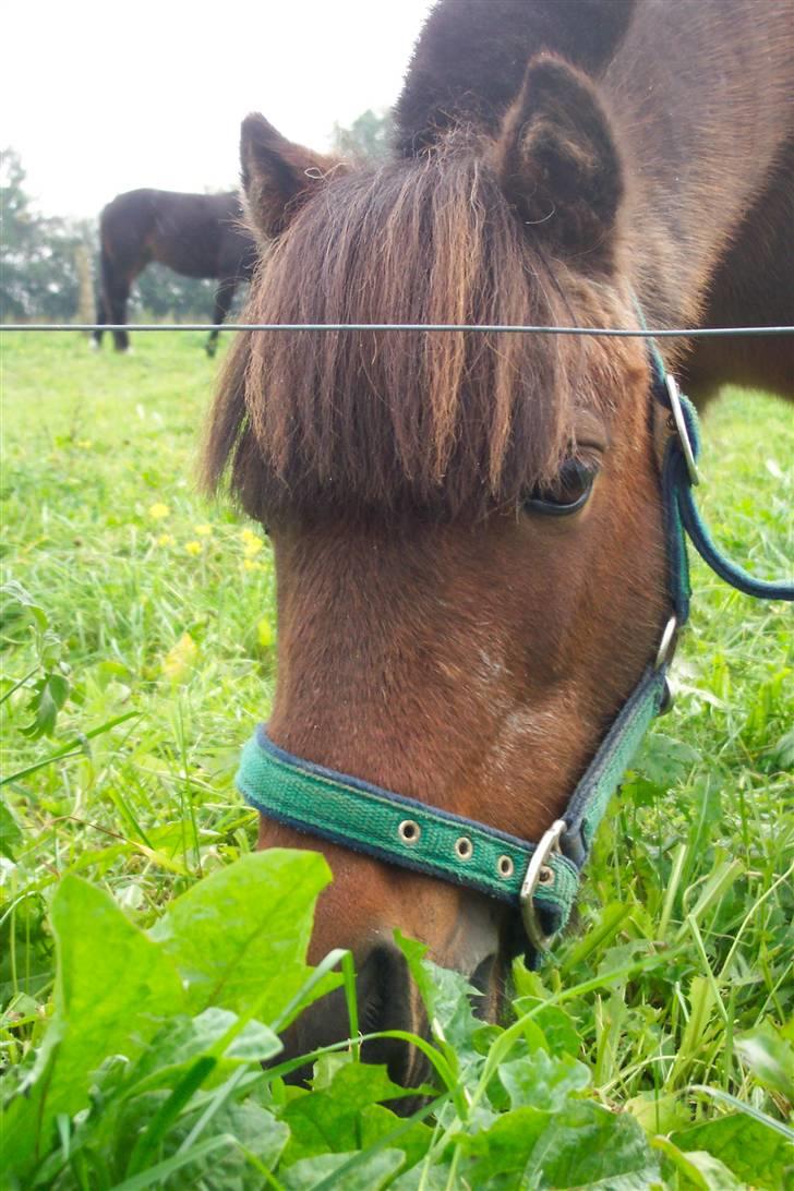 Shetlænder Mugge billede 8