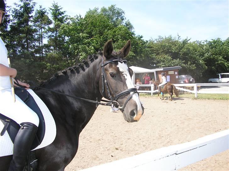 Anden særlig race Samba - når jeg endelig fangede ringen, blev hun pisse forskrækket ! billede 13