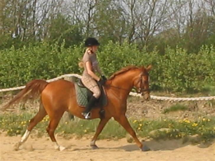 Arabisk fuldblod (OX) Fyrst Milo - Undervisning 25-4-07 billede 8