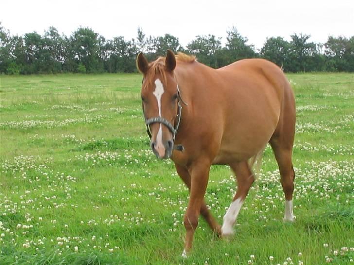 Arabisk fuldblod (OX) Fyrst Milo - Hvad laver du mor? billede 9