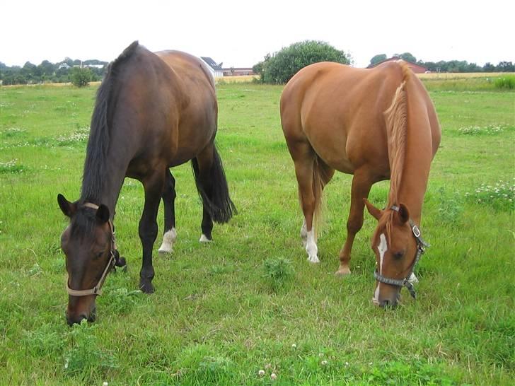 Arabisk fuldblod (OX) Fyrst Milo - Milo (th) og en anden supergod ven. billede 10