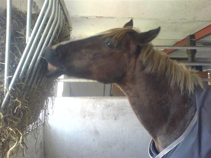 Anden særlig race  Lucky :)<'3  billede 8