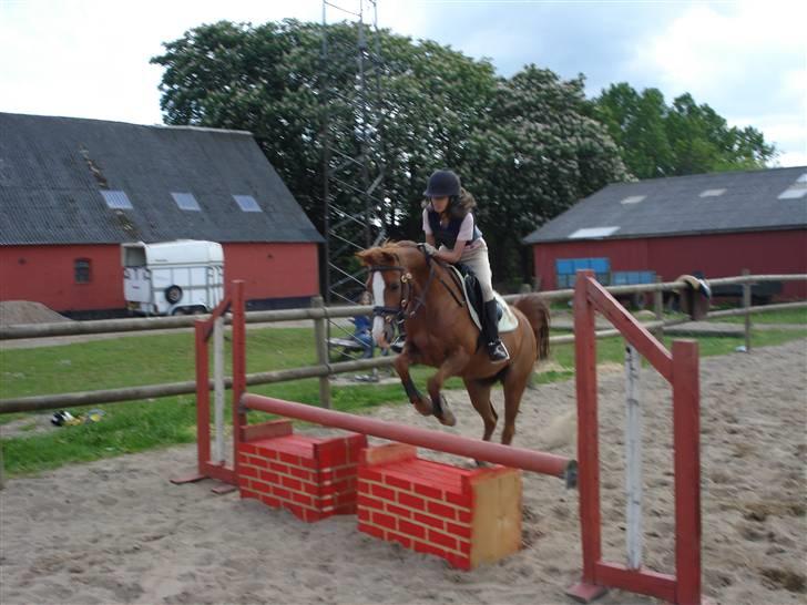 Sportsaraber (A) Sødals Sally (Lille søs's - Her springer vi mur og som det ser ud til sally syntes er det er mega sjovt:) billede 3