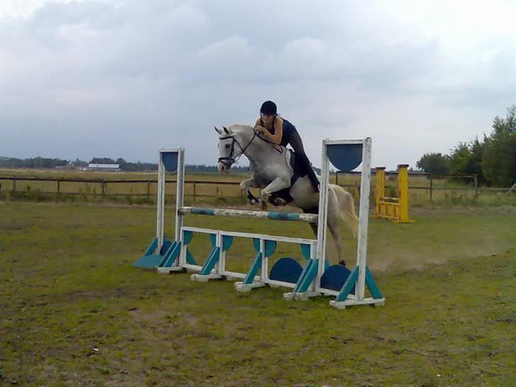 Sportsaraber (A) Monty - SOLGT! - Mig&Monty <3. FOTOGRAF: Katja Andersen!L´. billede 13