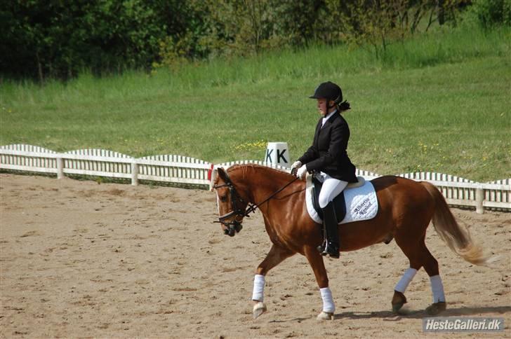 New Forest Krogholms Rollo  -  Rollo og jeg i LC2 d.21-05-2009 <3 foto: Cille Madsen billede 9