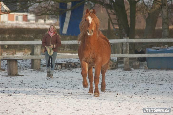 New Forest Krogholms Rollo  - Se hvor fint jeg kan gøre mig :D foto: Cille Madsen. billede 10