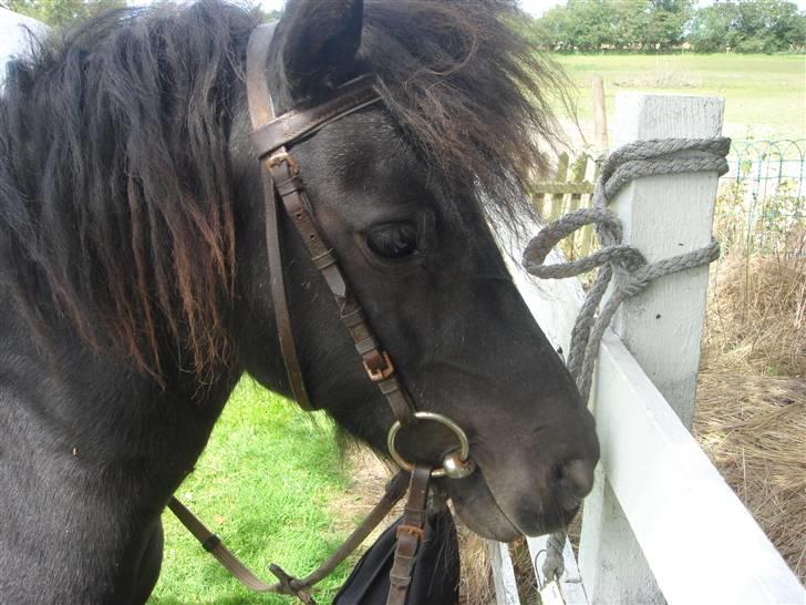 Anden særlig race Smuttie - velkommen til min profil:D foto: Mig billede 1