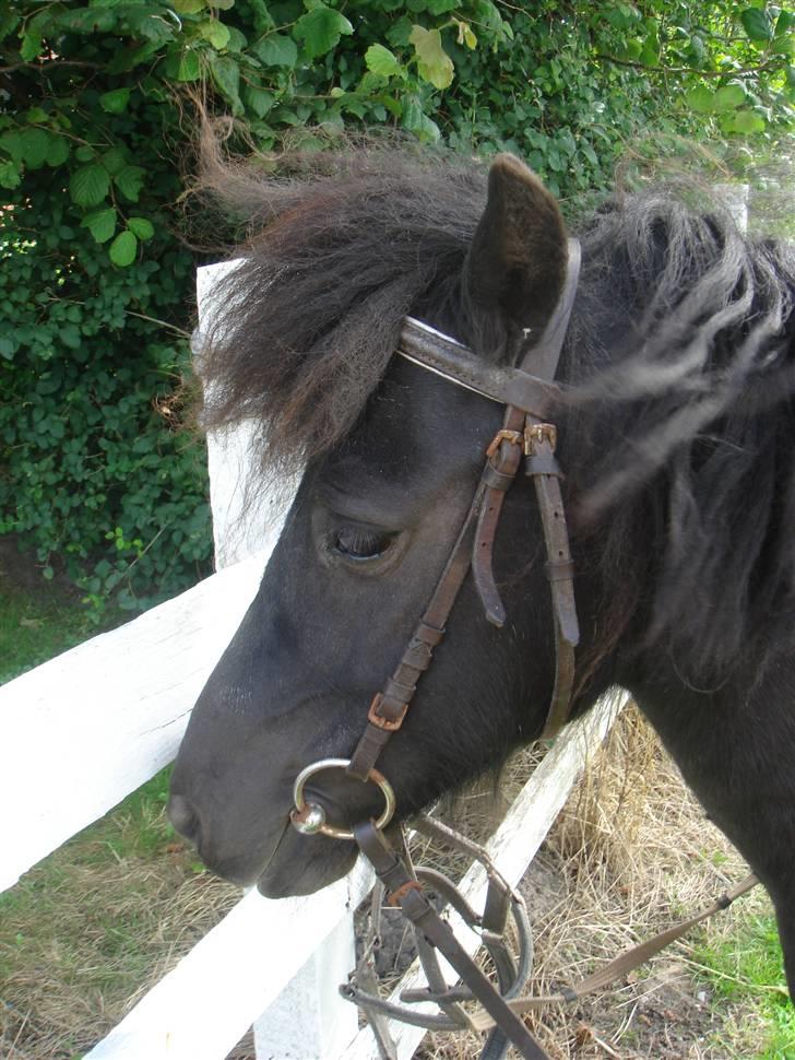 Anden særlig race Smuttie - her er jeg så igen klar til at ride lidt:) Foto: Mig billede 2