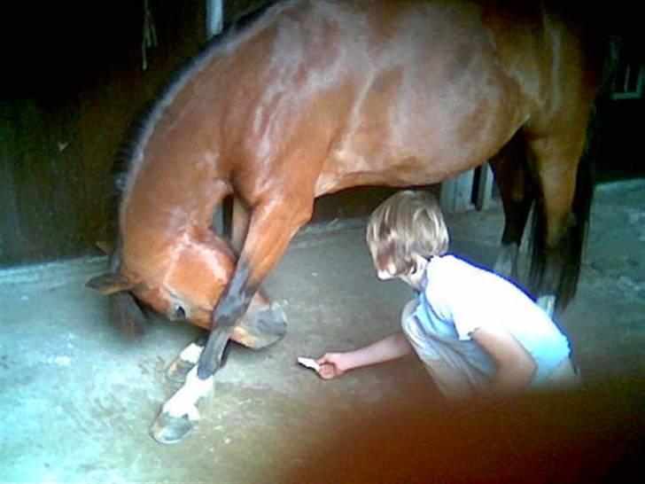Welsh Pony (sec B) Cookie - miin dejlige cookie der nejer på kommando billede 19